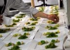 Medicated Cuisine: Cannabis Doordrenkt Dineren