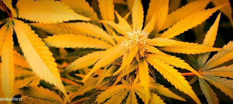 Column: De oogst, de kweek, de plant en het zaad