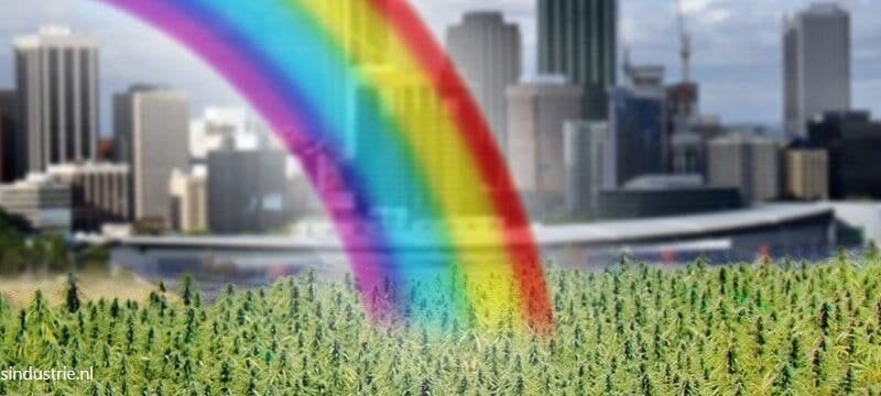 Column: Nederlandse wietexperiment is een prooi voor Big Marijuana