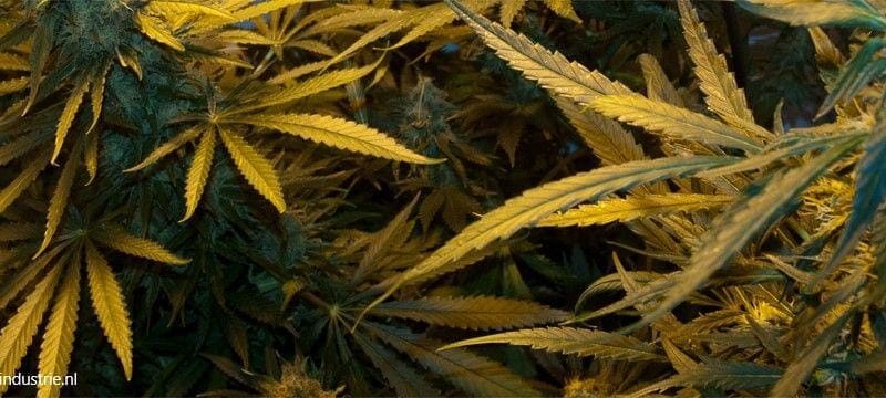Het belang van pheno hunting voor de juiste moederplant