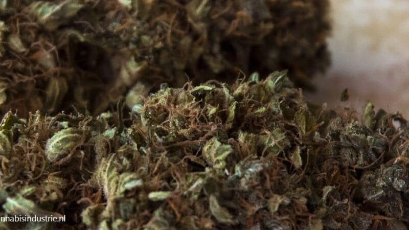 Nieuwe column Gweedo over croptober en de buitenkweek van afgelopen seizoen