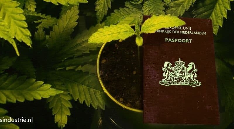 Waarom de minimale Coffeeshop leeftijd beter was op 16