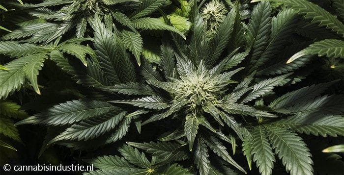 Column Gweedo: Autoflower cannabis is de nieuwe tomaat.