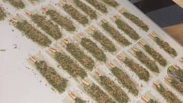 Eerste column Kees Schelfhout: “De toekomst van cannabis zijn blends”