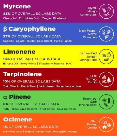 Emerald Cup categoriseert voor het eerst op terpenen inhoud