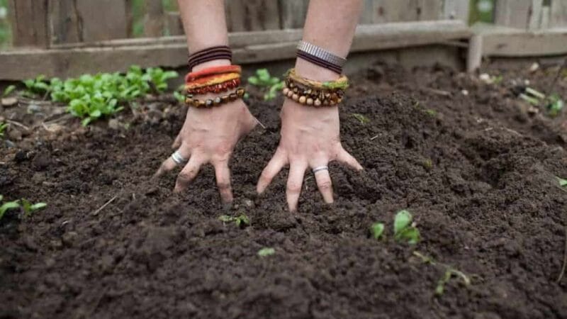 Biologisch, organisch, ecologisch, of toch biodynamisch? De verschillen op een rijtje