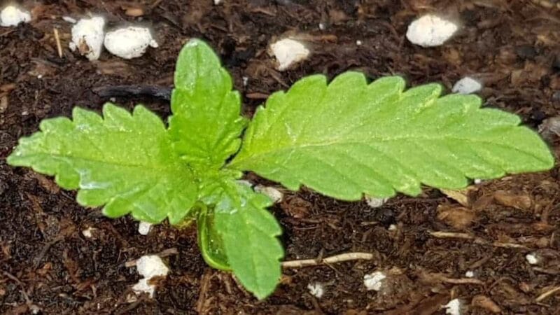 Buitenwiet tips van Organic Earth plus 2021 jaaroverzicht/kalender