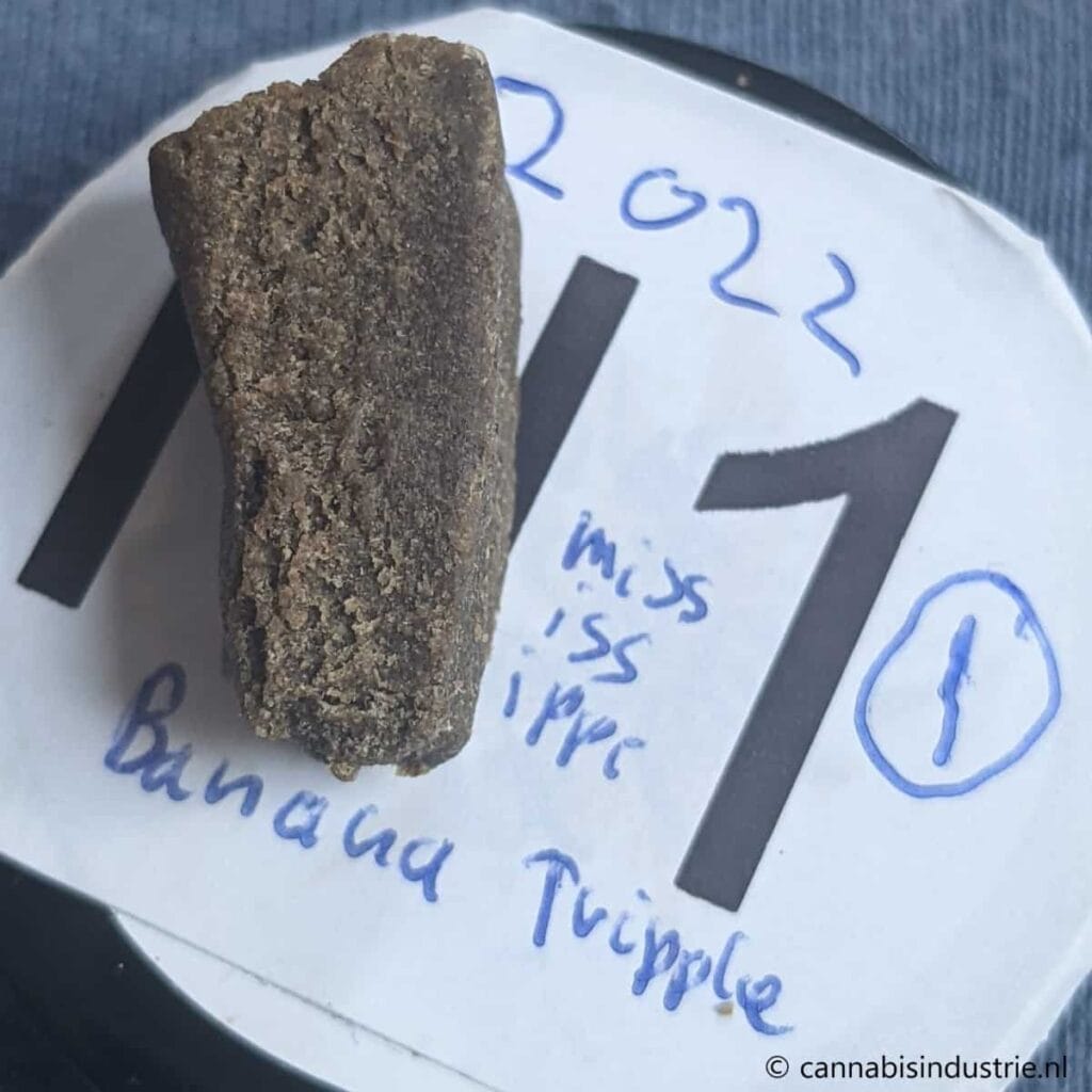 Banana Triple Sift Mississippi Maastricht Nederhasj categorie winnaar Highlife Cup 2022