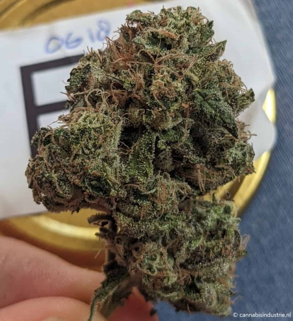 OG18 Dizzy Duck Kush winnaar Highlife Cup 2022