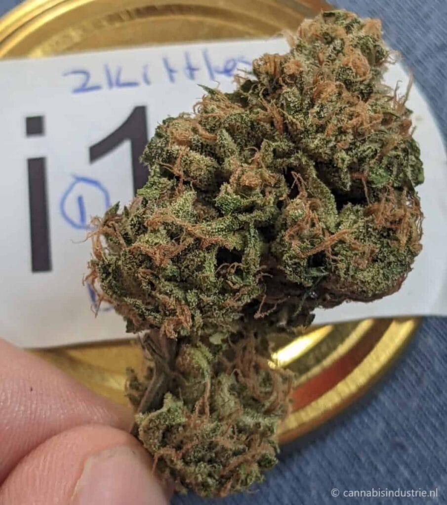 Zkittlez coffeeshop Dizzy Duck indica categorie winnaar Highlife Cup 2022
