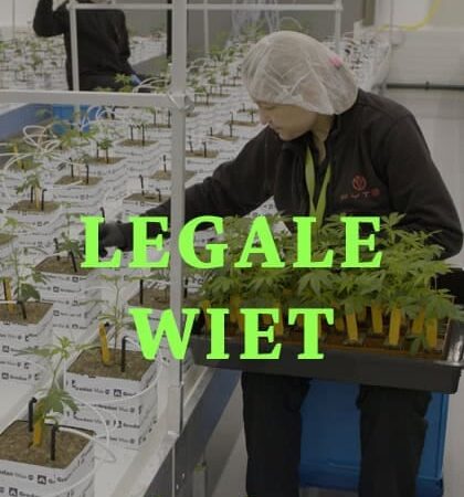 Vanavond deel 2 van Frans Bromet’s 2Doc ‘Legale wiet’ op NPO2