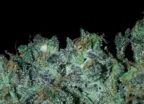 Strain Review: LSD (Barney’s Farm)