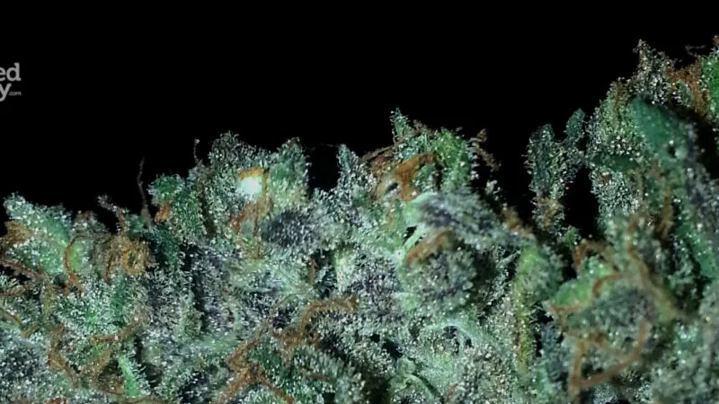 Strain Review: LSD (Barney’s Farm)