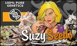 Cannabis zaden kopen voor 2025! Ontdek de beste selectie bij SuzySeeds – gefeminiseerd, autoflowering & meer. Snelle levering